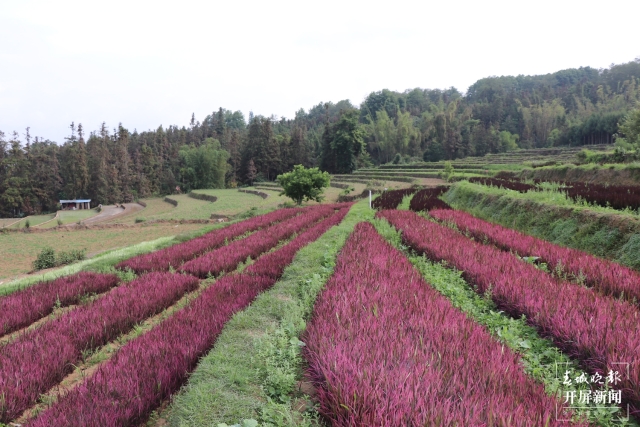 腾冲：彩色水稻为清水司莫拉“景”上添“花” 崔敏 通讯员 段生绍 杨焱淼 摄