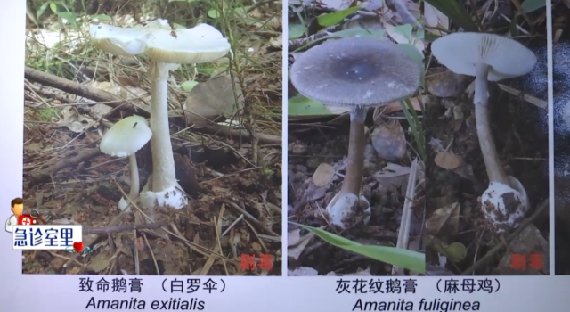 吃了3朵自采毒菌，曲靖祖孙三代重症入院