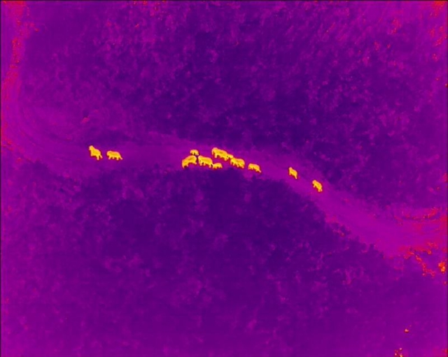 北移亚洲象群从红河州石屏县迁移至玉溪市元江县（云南省森林消防总队供图）