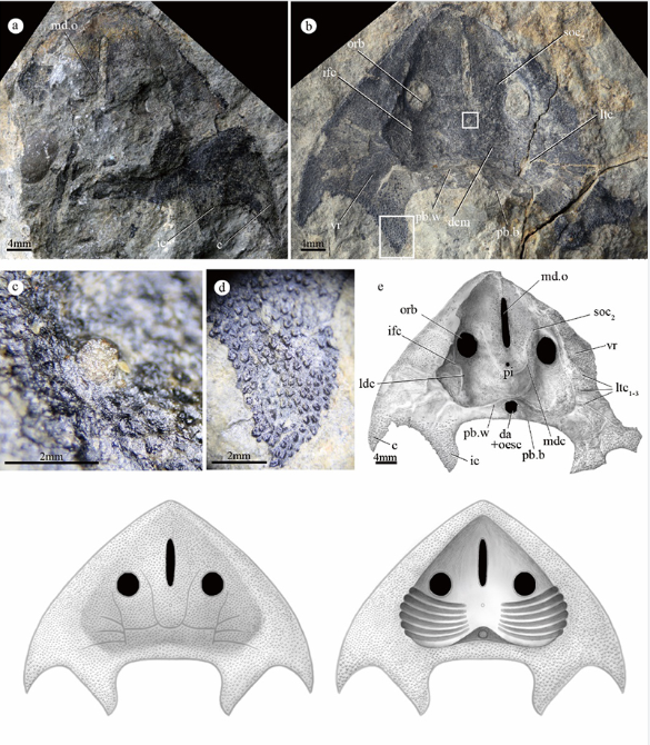 水中的“游泳健将”!曲靖发现4.19亿年前最古老的三尖鱼类