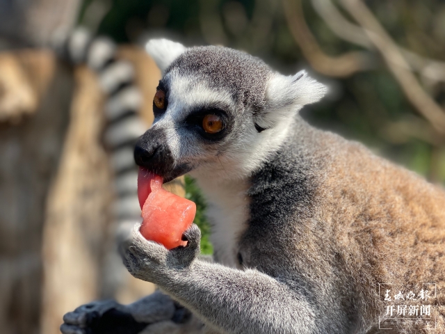 夏日动物吃冰季，好玩又有趣 (4).jpg