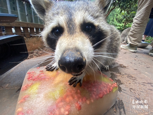 夏日动物吃冰季，好玩又有趣 (5).jpg