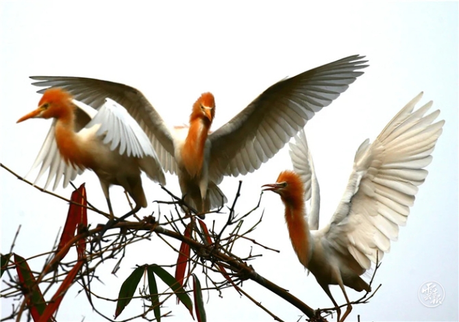 GetAttachment (15).jpg