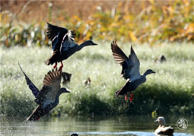 GetAttachment (16).jpg