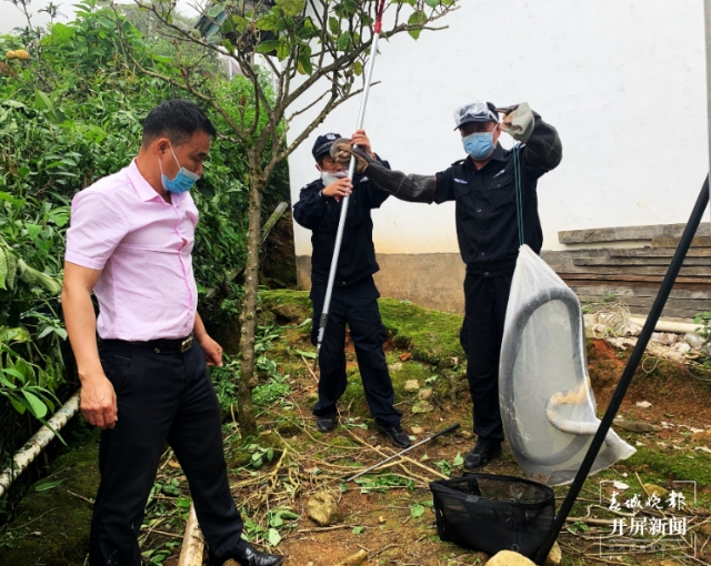 2米长剧毒眼镜王蛇“溜进”德宏一农户家.png