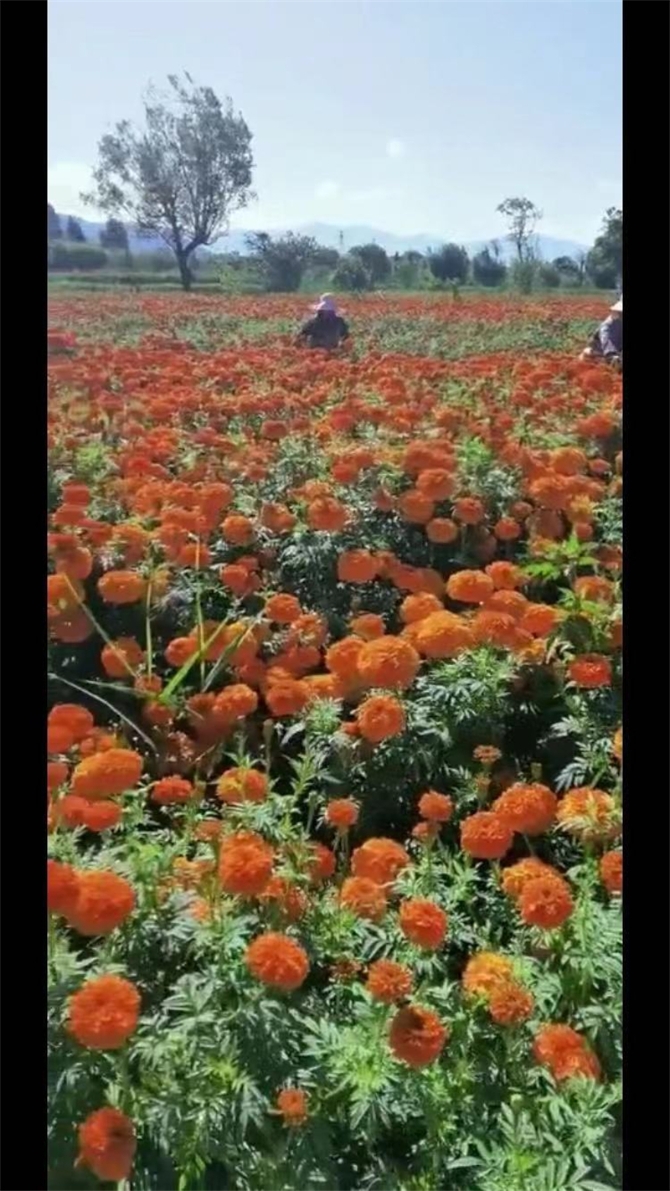 微信图片_20210805180248