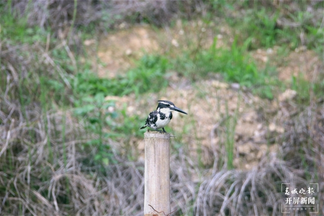 奇特又罕见！保山龙陵首现发现一种被叫做“狗”的鸟（李发芳摄）