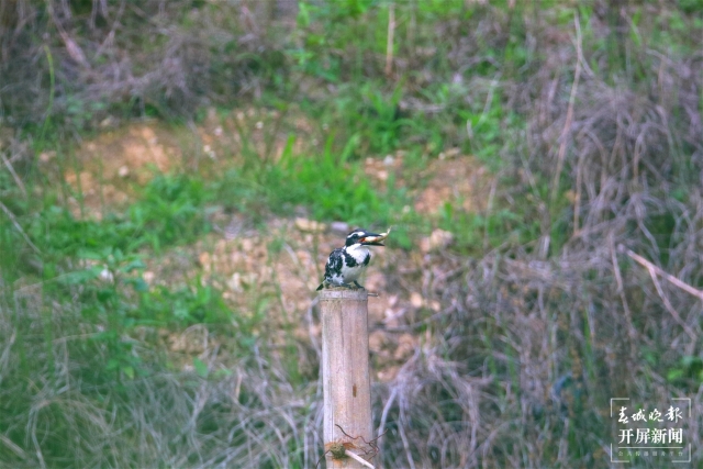 奇特又罕见！保山龙陵首现发现一种被叫做“狗”的鸟（李发芳摄）