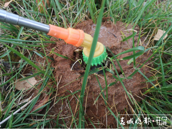 红火蚁入侵!保山青华海打响灭蚁保卫战