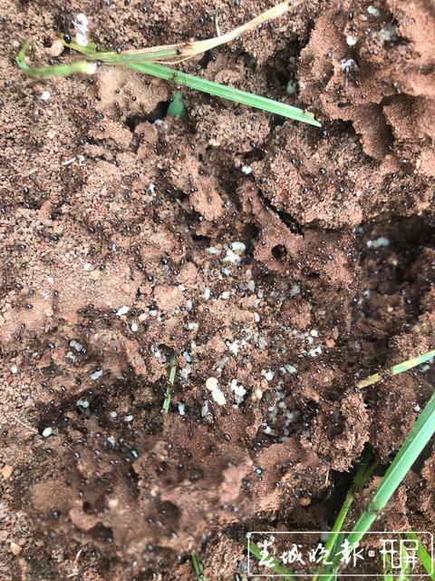 昆明一公园现十几窝红火蚁,这种蚂蚁有点可怕 (2).JPG