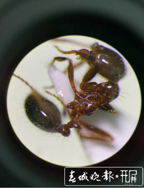 红火蚁入侵!保山青华海打响灭蚁保卫战