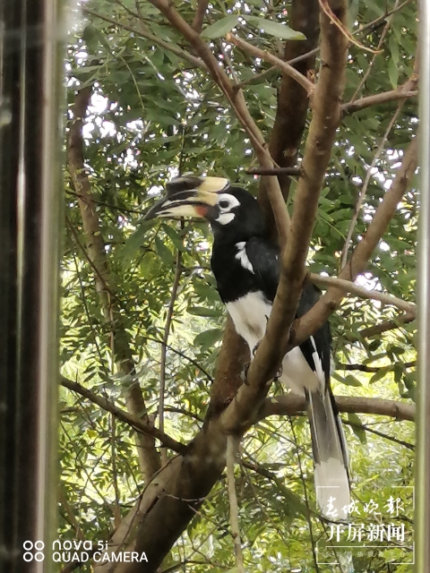 云南德宏：国家一级重点保护动物冠斑犀鸟再次进城“溜达”