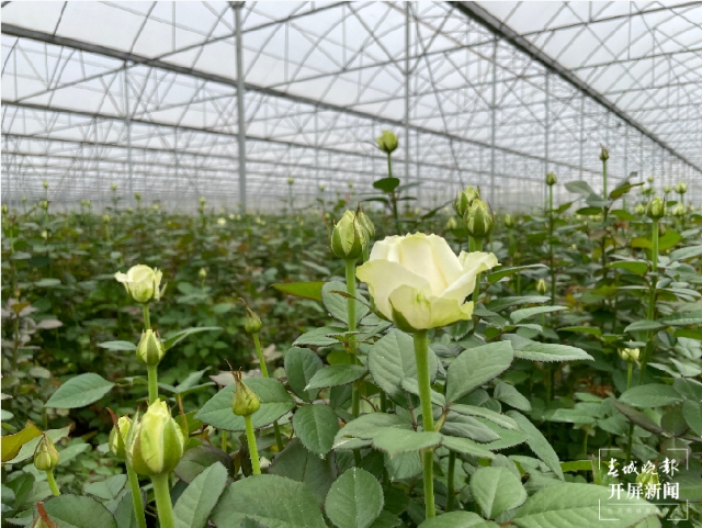 COP15云南生物多样性主题采访行在昆启动 春城晚报-开屏新闻记者 张田睿 摄影报道