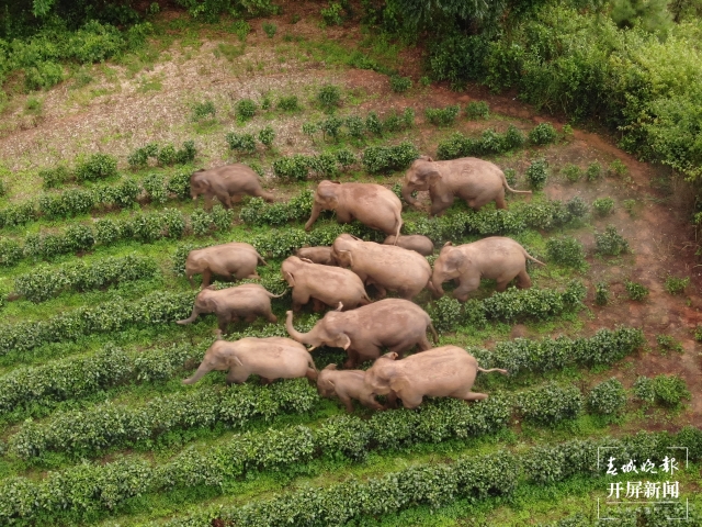 北移亚洲象群搜寻监测任务转入常态化监测管理 (7).jpg