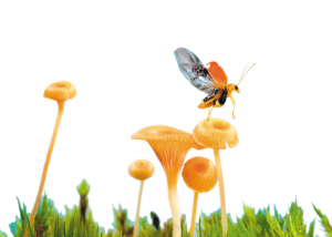 42951632329902279 42951632329902279