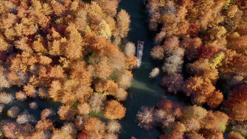 川藏线上的红树林