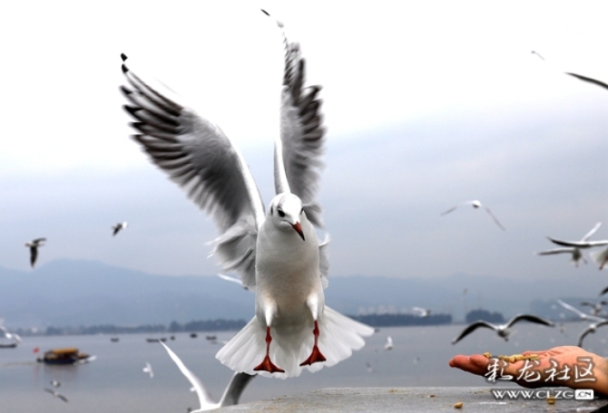 d0e8q0dzar6 d0e8q0dzar6