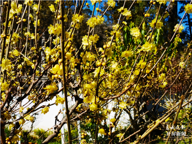 惊艳了昆明的冬天！黑龙潭公园第一波蜡梅已上线