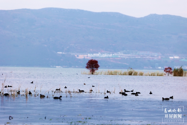 开屏策划|冬至云南—星云湖白骨顶鸡(开屏新闻记者及通讯员 摄)