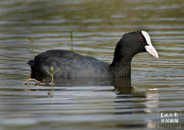 开屏策划|冬至云南—星云湖白骨顶鸡(开屏新闻记者及通讯员 摄)