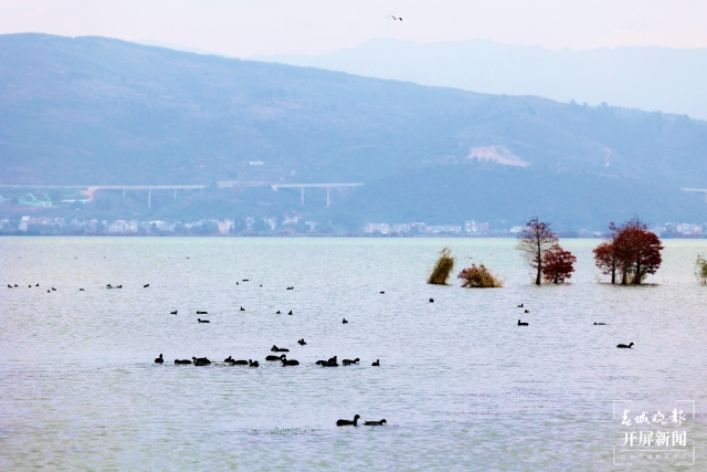 开屏策划|冬至云南—星云湖白骨顶鸡(开屏新闻记者及通讯员 摄)