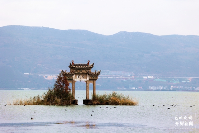 开屏策划|冬至云南—星云湖白骨顶鸡(开屏新闻记者及通讯员 摄)