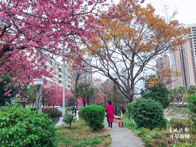 开屏策划|冬至云南—曲靖樱花(开屏新闻记者及通讯员 摄)