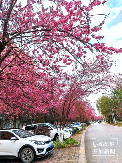 开屏策划|冬至云南—曲靖樱花(开屏新闻记者及通讯员 摄)