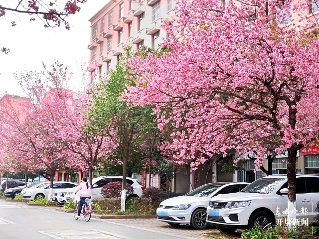 开屏策划|冬至云南—曲靖樱花(开屏新闻记者及通讯员 摄)