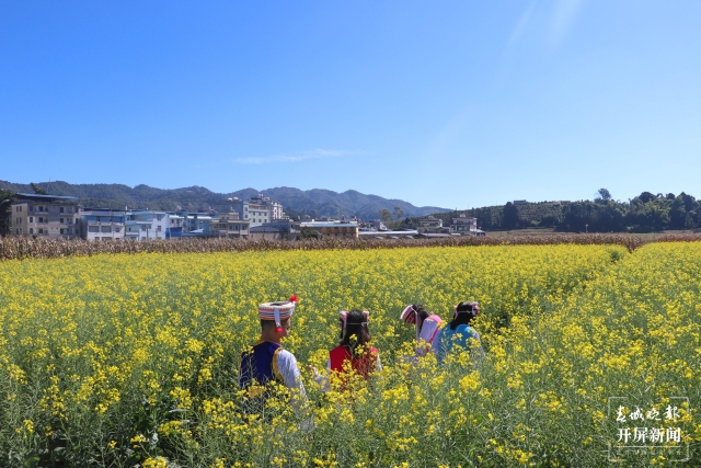 开屏策划|冬至云南—元江油菜花(开屏新闻记者及通讯员 摄)