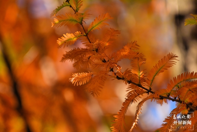 开屏策划|冬至云南—保山昌宁落羽杉(开屏新闻记者及通讯员 摄)