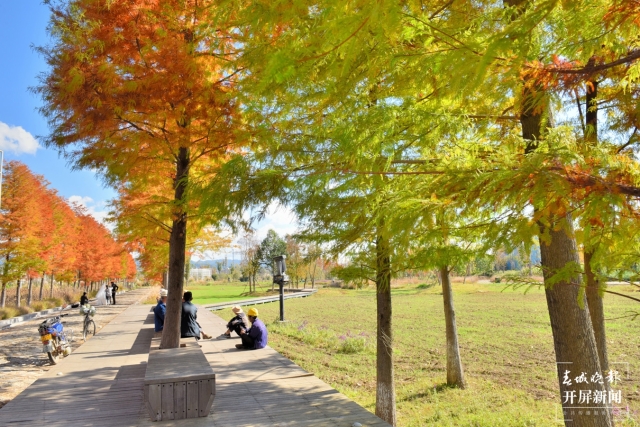 开屏策划|冬至云南—保山昌宁落羽杉(开屏新闻记者及通讯员 摄)