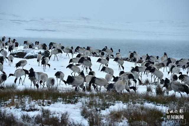 雨雪纷纷！昭通大山包1700多只黑颈鹤“画”出唯美水墨画（通讯员 吴太平 郑远见 陈光惠 摄）