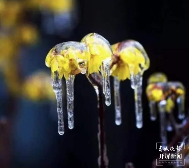 昭通雪景（开屏新闻记者 申时勋 通讯员 白鸟 戴虞梦 陈光惠 摄）
