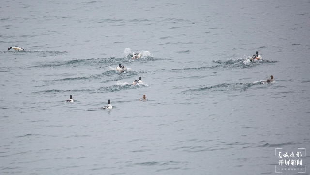 水清景美！玉溪抚仙湖飞来了100多只秋沙鸭（开屏新闻记者李春丽及通讯员摄））