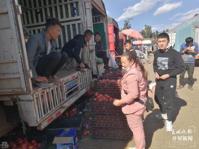 番茄价格上涨 夏体雷 摄