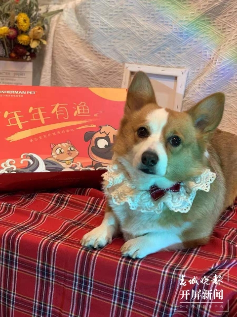 新年元素的宠物用品持续热销（马艺宁 实习生 梁燕灏宇 杨宇婷 摄）