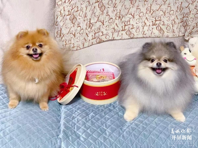 新年元素的宠物用品持续热销（马艺宁 实习生 梁燕灏宇 杨宇婷 摄）