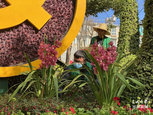 昆明多个立体花坛集体“换冬装”(开屏新闻记者 孙琴霞 摄)