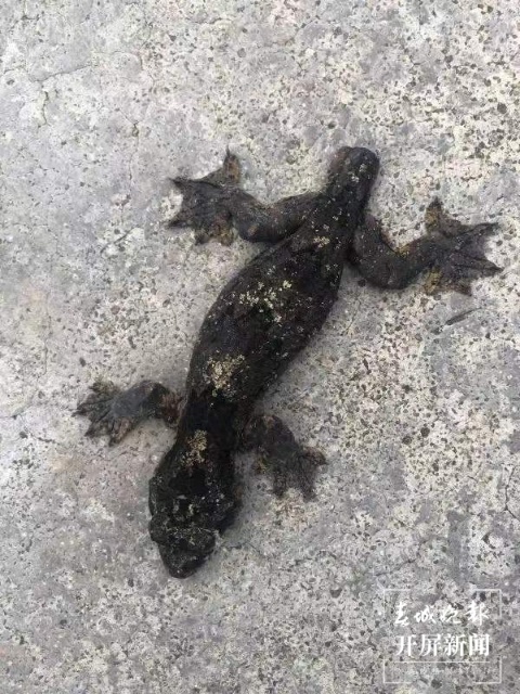 云南纳板河保护区首次记录到版纳伞虎(通讯员 陈典 摄)