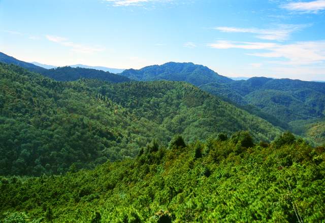 云南全面建成五级林长制(云南省林业和草原局供图)