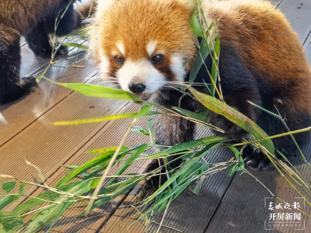 元旦乘火车到普洱,湄公河旅游4大景区优惠多(左学佳摄)