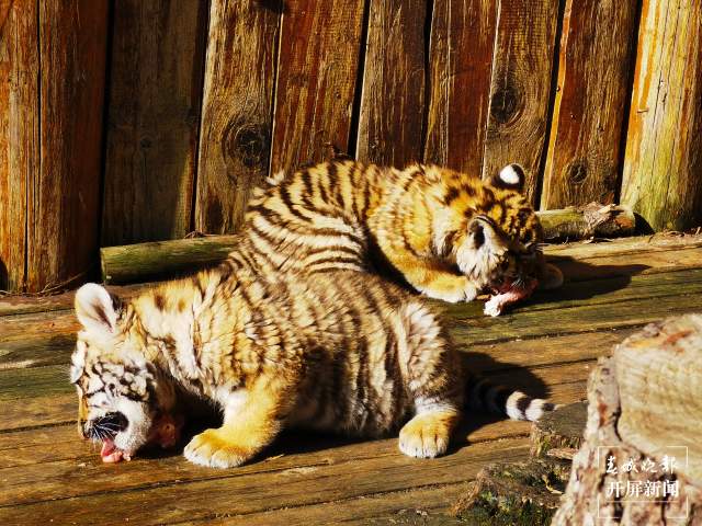 云南野生动物园给小老虎加餐过大年（开屏新闻记者 周柯妤 摄）