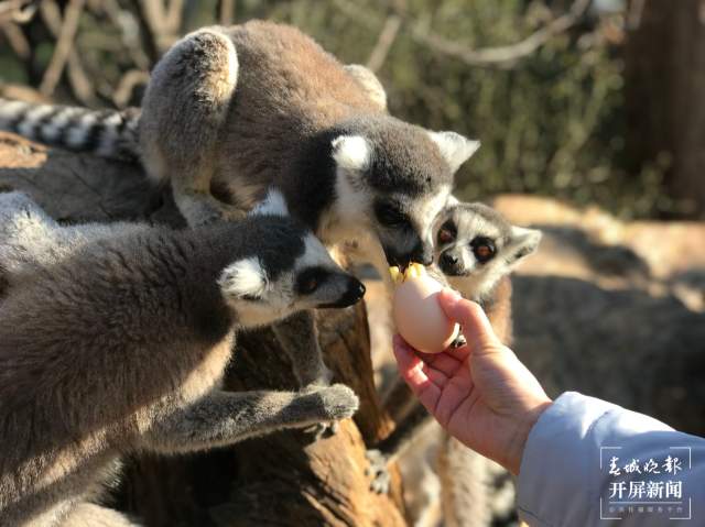云南野生动物园给小老虎加餐过大年（开屏新闻记者 周柯妤 摄）