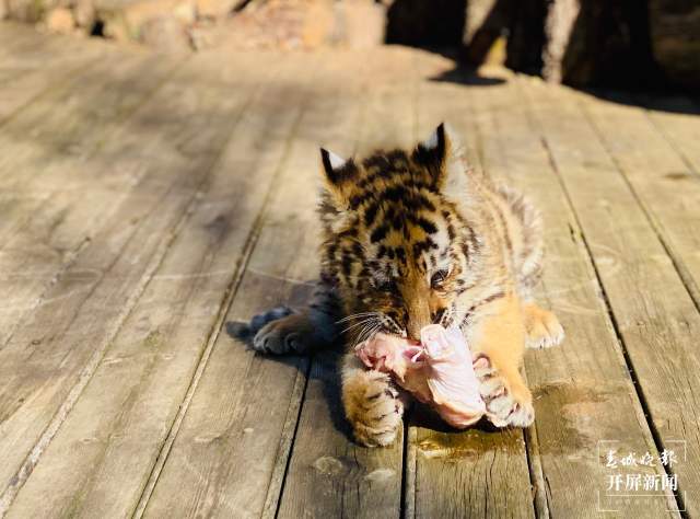 云南野生动物园给小老虎加餐过大年（开屏新闻记者 周柯妤 摄）