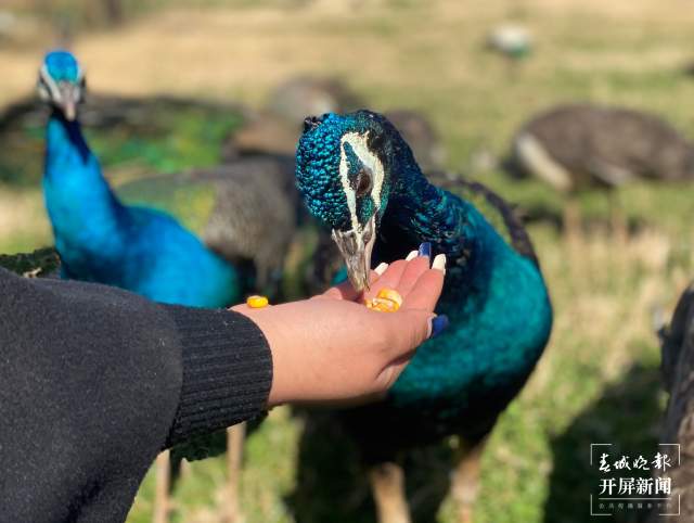 云南野生动物园给小老虎加餐过大年（开屏新闻记者 周柯妤 摄）