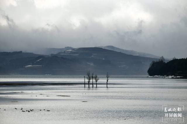 曲靖会泽黑颈鹤（开屏新闻记者 蒋琼波 通讯员 袁嵘 代红炀 摄）