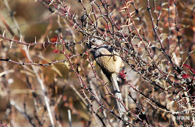 暗色鸦雀：全球濒危鸟类，云南唯一分布！ 申时勋 通讯员 吴太平 摄