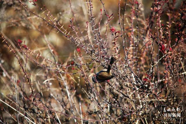暗色鸦雀：全球濒危鸟类，云南唯一分布！ 申时勋 通讯员 吴太平 摄