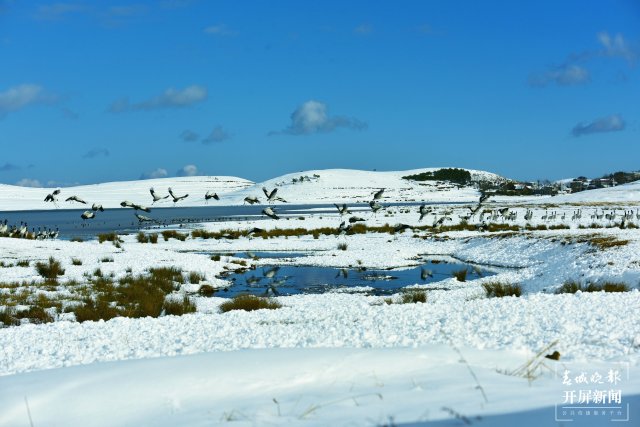 昭通大山包黑颈鹤（开屏新闻记者 申时勋 通讯员 郑远见 吴太平 摄）